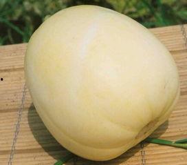 肾结石可以吃蒲瓜吗,蒲瓜的养生功效与食用建议