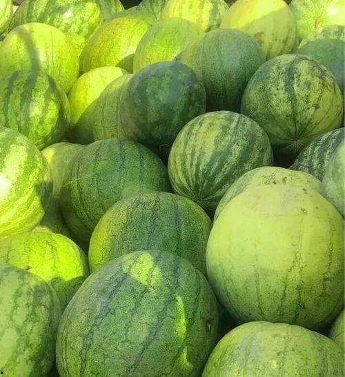 籽瓜怎么吃,解锁健康美味新选择