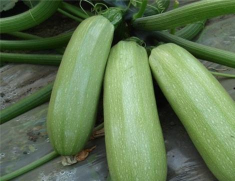 烧瓜怀孕可以吃吗,烧瓜是否适宜孕妇食用