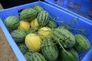 QQ优质吃瓜群推荐,热门话题一网打尽，畅享网络娱乐盛宴