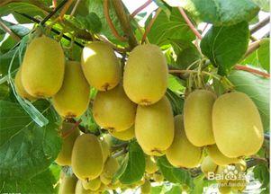 高血压可以吃梨瓜吗,健康生活新选择